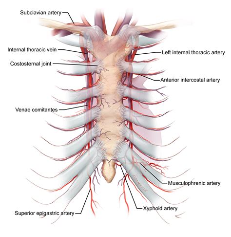 Who knew sternum non-fusion was a problem? — Glen Oomen Illustration