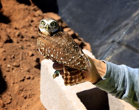 » Freeport-McMoRan | Teaming Up to Protect the Burrowing Owl in Arizona