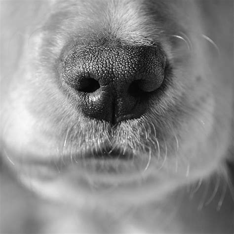 Royalty Free Dog Nose Close Up Pictures, Images and Stock Photos - iStock