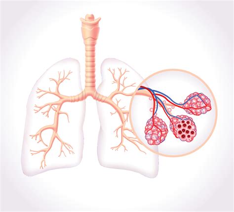 Diagram showing the healthy trachea and air sacs of the human lungs ...