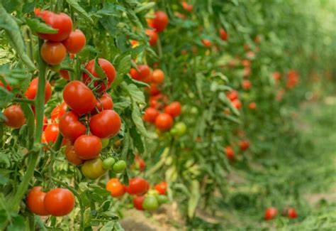 Beefmaster Tomato Growing Guide: Everything You Need to Know