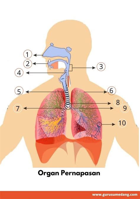 LKPD Organ-Organ Pernapasan - GURU SUMEDANG