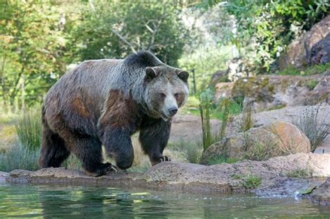 San Francisco zoo. | San francisco zoo, Zoo animals, Animals