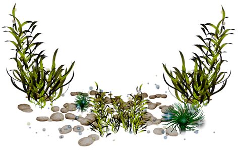 Algae clipart fish tank plant, Algae fish tank plant Transparent FREE for download on ...