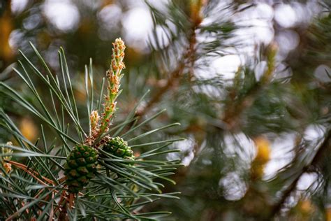 Free Images : Columbian spruce, balsam fir, Jack pine, sugar pine, Larix lyalliiSubalpine Larch ...
