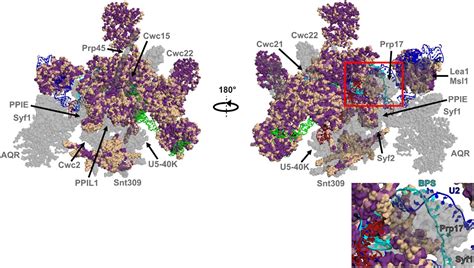 Spliceosome assembly and regulation: insights from analysis of highly ...