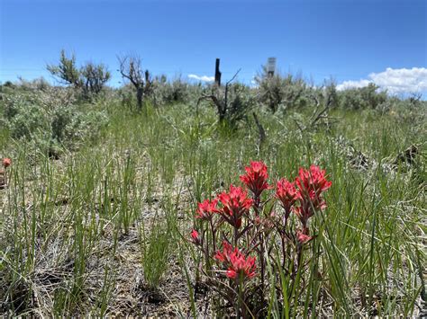 #Snapped: Wyoming's state flower is blooming - County 10