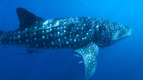 Whale Shark - Great Barrier Reef Foundation - Great Barrier Reef Foundation