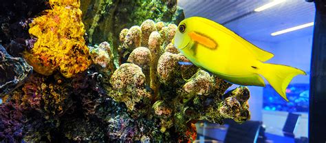 Things You Should Know About Saltwater Aquarium Maintenance