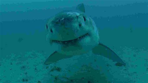 Shark attacks swimmer off Cape Cod