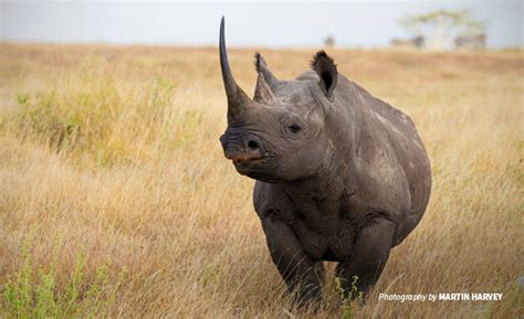 What lies ahead for Africa’s rhinos? | African Wildlife Foundation