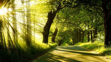 Sunrise, spring, forest, trees, road wallpaper | nature and landscape ...