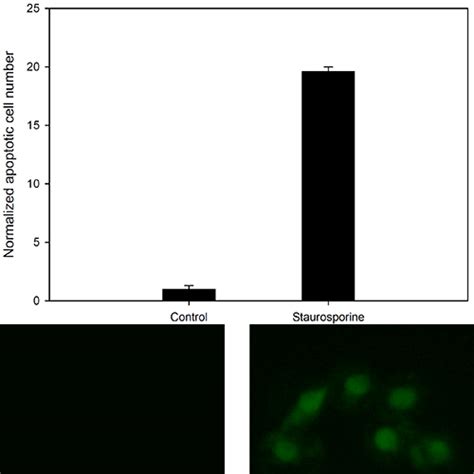 Caspase 3-7 Activity Assay - Innoprot Cell Damage Assays