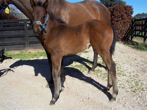 Black Caviar as a foal