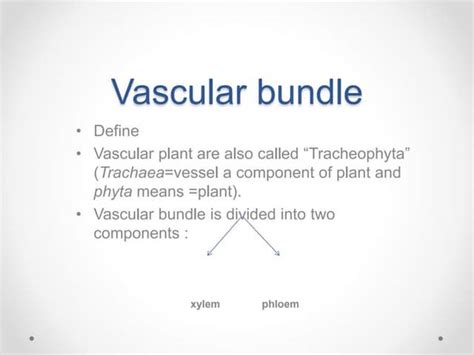 Types of vascular bundles