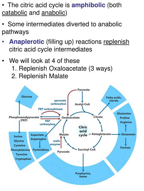 PPT - Anaplerotic (filling up) reactions replenish citric acid cycle intermediates We will look ...