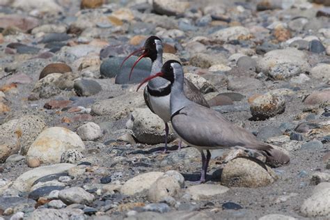 Classic North India Birds & Wildlife | Bubo Birding