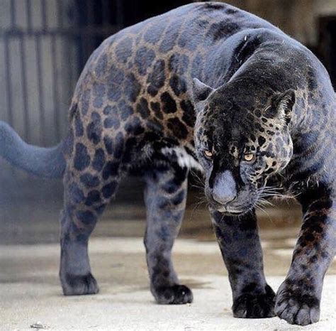 Melanistic black jaguar. : r/interestingasfuck