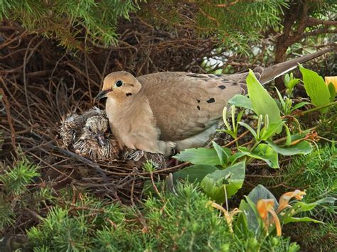 Mourning Dove Nesting (Behavior + Location) | Bird Fact