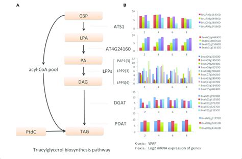 | Genes in triacylglycerol biosynthesis pathway. (A) Triacylglycerol ...