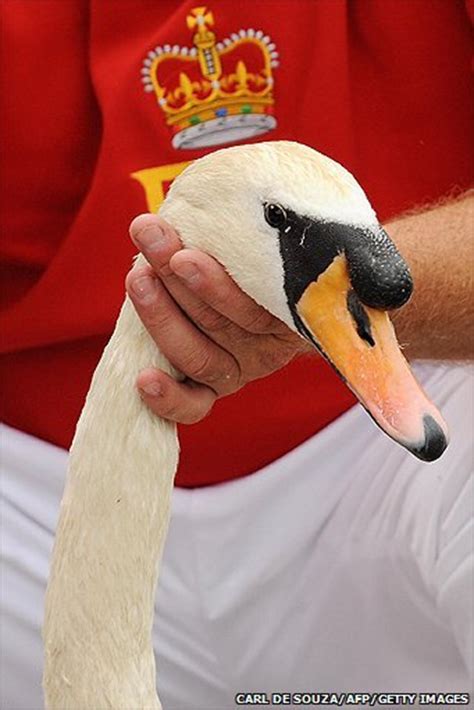 BBC - In pictures: Swan Upping on the River Thames