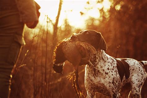 Hunting Dog Profile: The Beloved, Athletic German Shorthaired Pointer ...