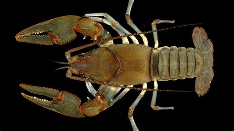 Fish and Wildlife protects habitat of Appalachian crayfish