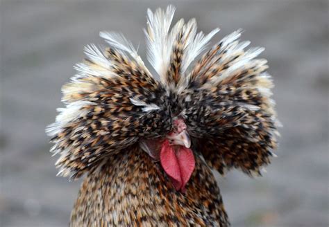 Funny looking chicken thing | Dawn | Flickr