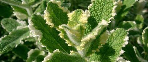 Pineapple Mint - HorticultureHorticulture