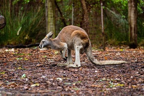 Kangaroo in Its Habitat in a Zoo Stock Photo - Image of shallow, adorable: 260070360