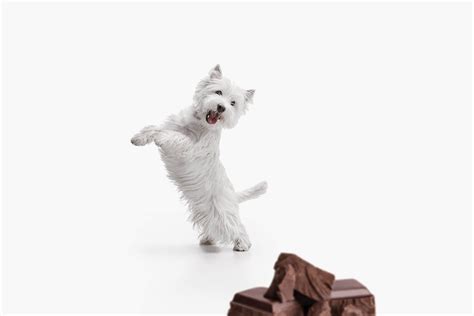 What Happens When Dogs Eat Chocolate - Tractive