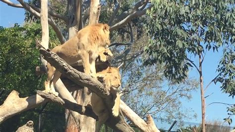 Lions at Melbourne Zoo - YouTube