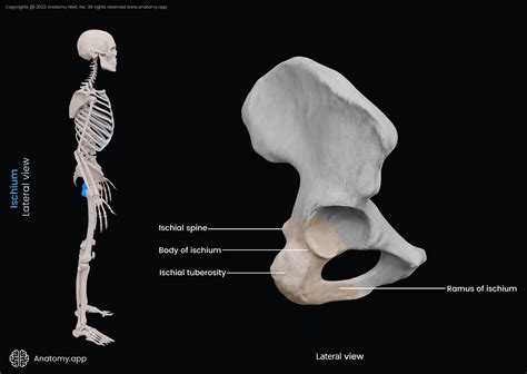 Ischium | Encyclopedia | Anatomy.app | Learn anatomy | 3D models, articles, and quizzes