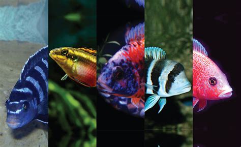 9 Jenis Ikan African Cichlid yang Bisa Kamu Pelihara - Nakama Aquatics