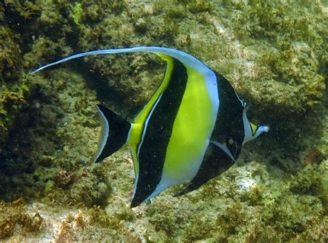 Snorkeling in Kapalua Bay, Maui | Snorkeling in Hawaii