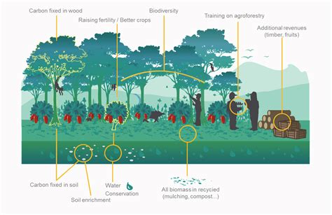 Agroforestry System – Crown Agroforestry Plantations