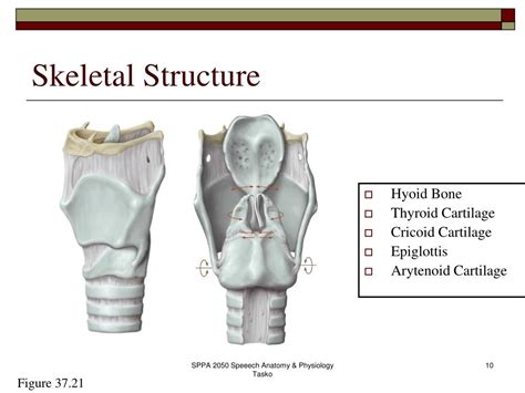 PPT - The Phonatory System PowerPoint Presentation - ID:172654