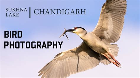 Sukhna Lake Chandigarh | Bird Photography - YouTube