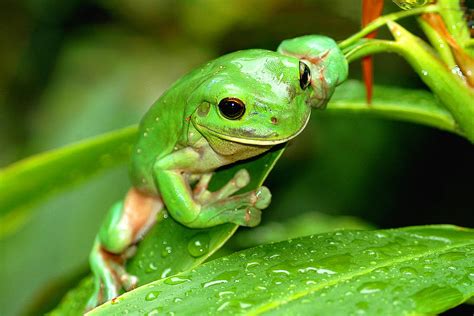 Australian Green Tree Frog Photograph by Joanna Patterson - Pixels