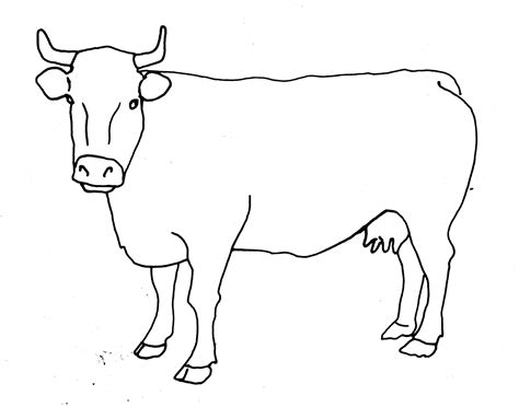 Cow Line Drawing | Free download on ClipArtMag
