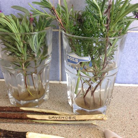 How To Grow Lavender From Cuttings - How To Do Thing