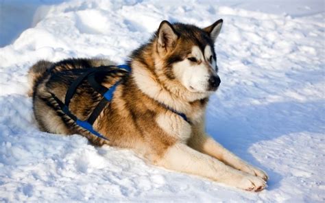 TOP 5 Best Sled Dog Breeds - Blog - GogoDogo