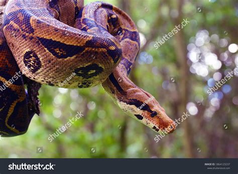 5 010 Pet Boa Constrictor Images, Stock Photos & Vectors | Shutterstock