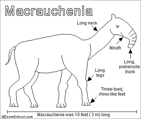 Macrauchenia Printout- EnchantedLearning.com