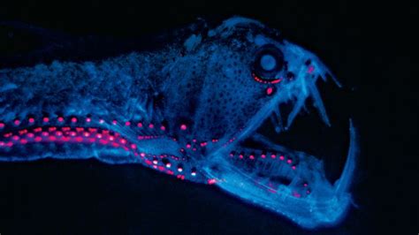 glowing deep sea fish - Google Search in 2020 | Deep sea creatures, Bioluminescence, Weird animals