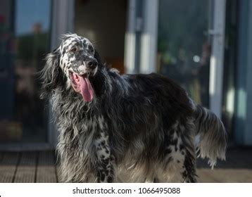 Baby Gabon Talapoin Miopithecus Ogouensis Known Stock Photo 1817731109 | Shutterstock