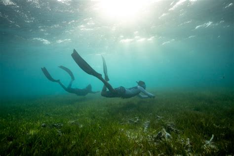 The importance of ocean meadows | Blue Marine Foundation