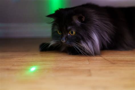 10 Best Laser Pointer For Cats: February 2024 Ultimate Guide