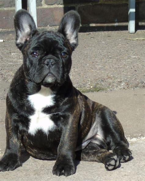 FAWN AND CHOCOLATE BRINDLE FRENCH BULLDOG PUPPIES | in Sherwood ...