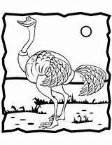 Fast Ostrich Coloring Page  Free Printable Pages For Kids sketch template